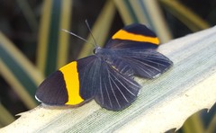 Panara soana