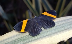 Panara soana