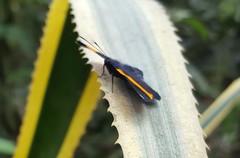 Panara soana
