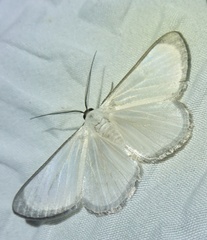 Image of Perigramma albivena