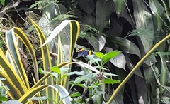 Panara soana