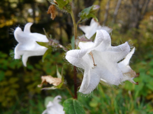 Campanula barbata (Campanula barbata)