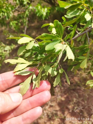 Velvet Karee (Searsia engleri)