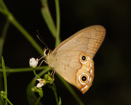 Photo of Brown Ringlet (Hypocysta metirius)