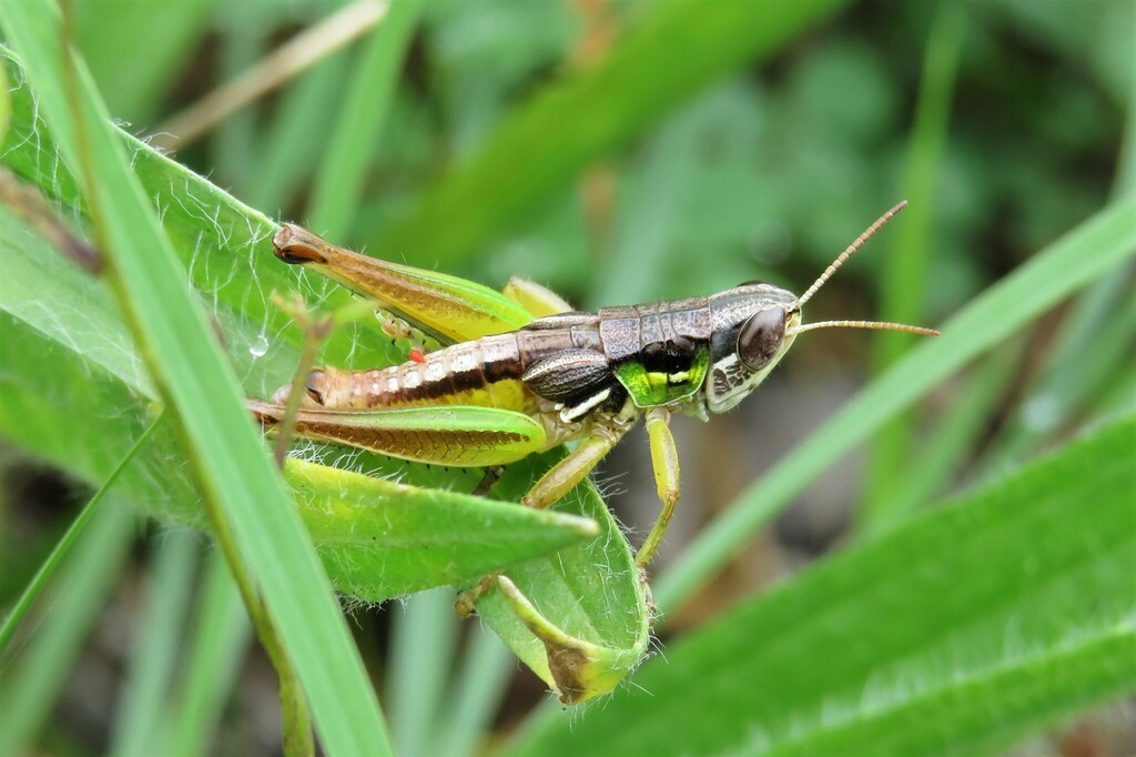 Praxibulus from Cobargo NSW 2550, Australia on March 14, 2023 at 02:04 ...