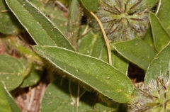 Crotalaria anthyllopsis image