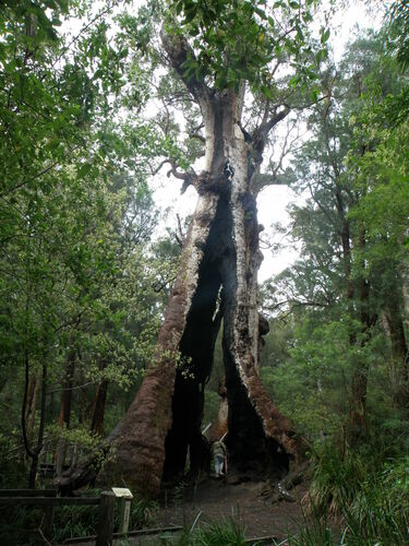 Image of Eucalyptus Jacksonii (Eucalyptus jacksonii) by (c) Belinda Forbes, some rights reserved (CC BY)