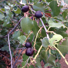 Prunus ilicifolia ilicifolia