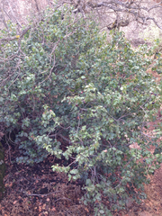 Prunus ilicifolia ilicifolia