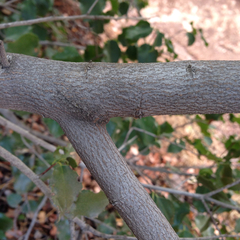 Prunus ilicifolia ilicifolia