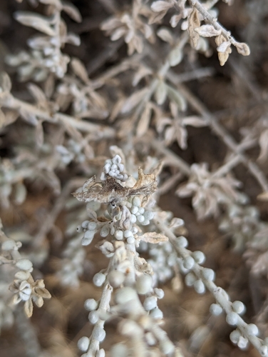 Image of Maireana astrotricha by (c) Joe Atkinson, some rights reserved (CC BY)