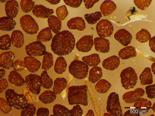 Centaurium erythraea