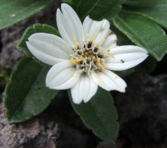 Wedelia grayi