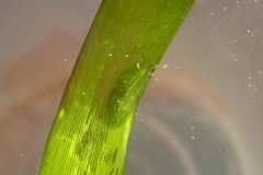 Phyllaplysia taylori