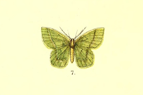 Pseudiodis