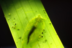 Phyllaplysia taylori
