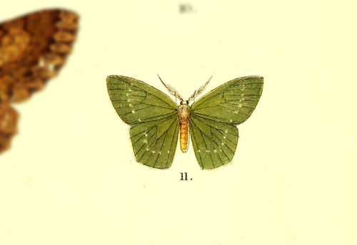 Pentheochlora uniformis