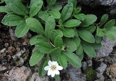 Wedelia grayi
