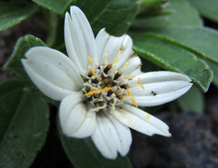 Wedelia grayi