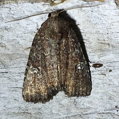 Mesapamea fractilinea