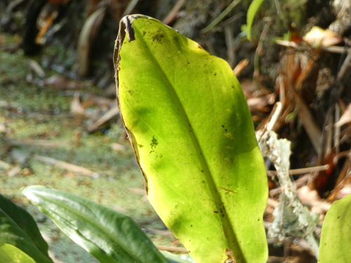 Image of Cryptocoryne ciliata by (c) luluchouette, some rights reserved (CC BY)