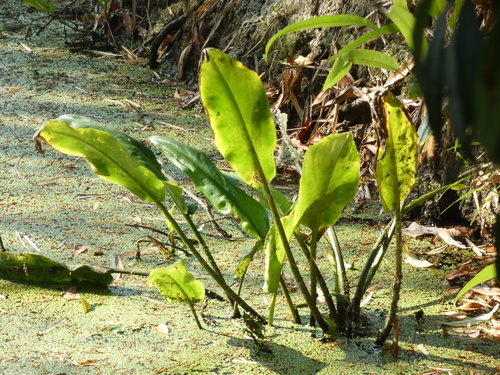 Image of Cryptocoryne ciliata by (c) luluchouette, some rights reserved (CC BY)