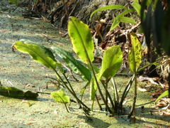 Cryptocoryne ciliata, photograph (c) luluchouette, some rights reserved (CC BY)
