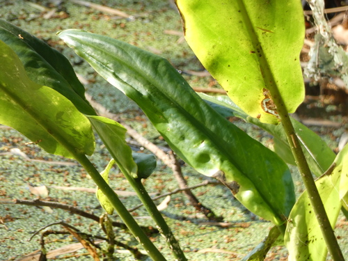 Image of Cryptocoryne ciliata by (c) luluchouette, some rights reserved (CC BY)