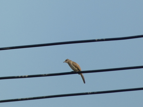 Streak-eared Bulbul (Pycnonotus conradi), photo 7
