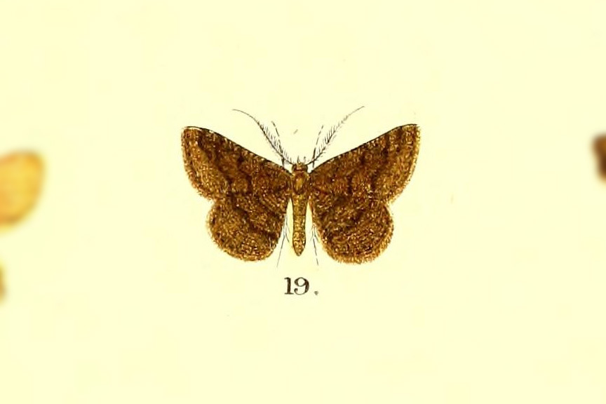 Semiothisa fumosa
