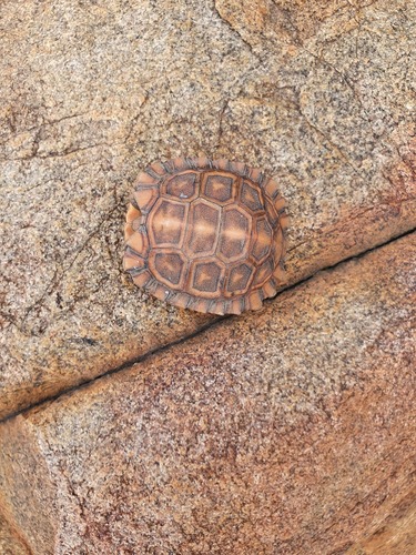 Natal Hinge-backed Tortoise