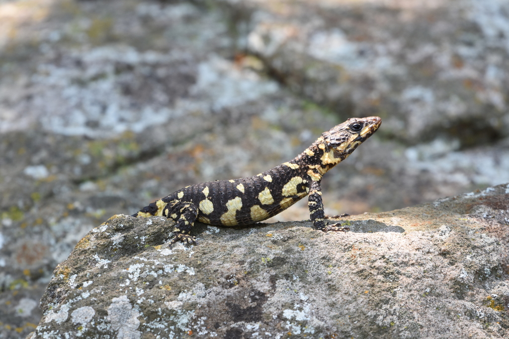 Swazi Dragon Lizard