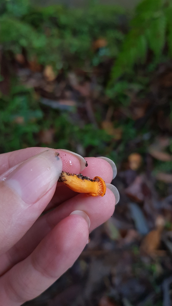 chanterelles from Sydney NSW, Australia on March 14, 2023 at 0432 PM