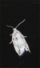 Lepidoptera
