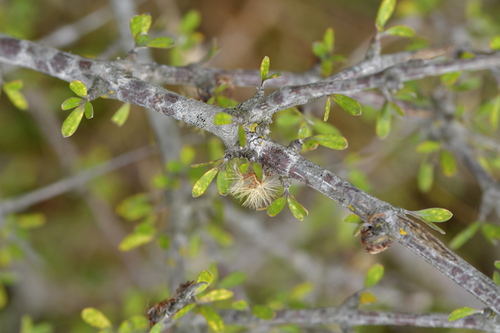 Image of Olearia adenocarpa by (c) Christopher Stephens, some rights reserved (CC BY-SA)