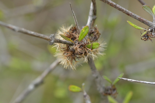 Image of Olearia adenocarpa by (c) Christopher Stephens, some rights reserved (CC BY-SA)