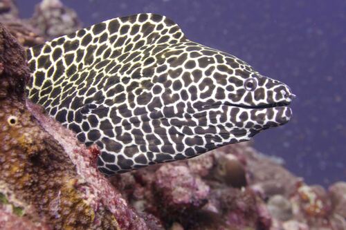 Laced Moray