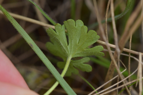 Image of Geranium retrorsum by (c) Christopher Stephens, some rights reserved (CC BY-SA)