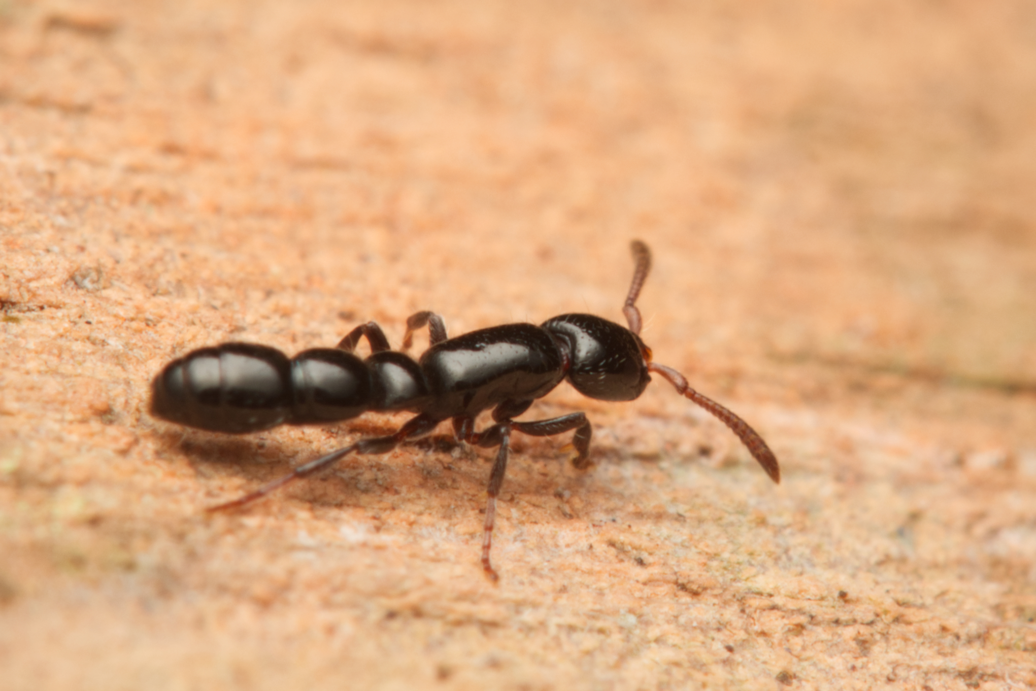 Lioponera aberrans