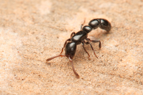 Lioponera aberransLioponera aberrans