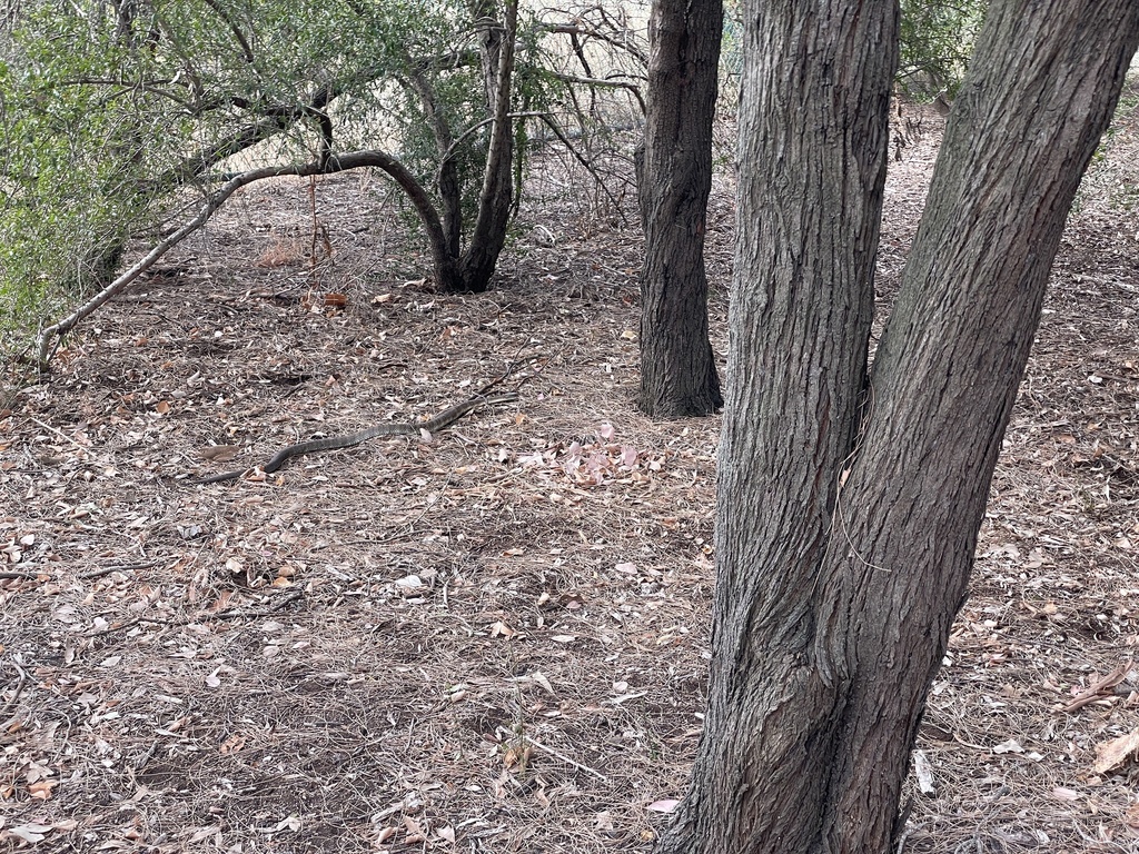 Tiger Snake from George Knott Reserve, Clifton Hill, VIC, AU on March ...