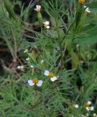 Tagetes filifolia