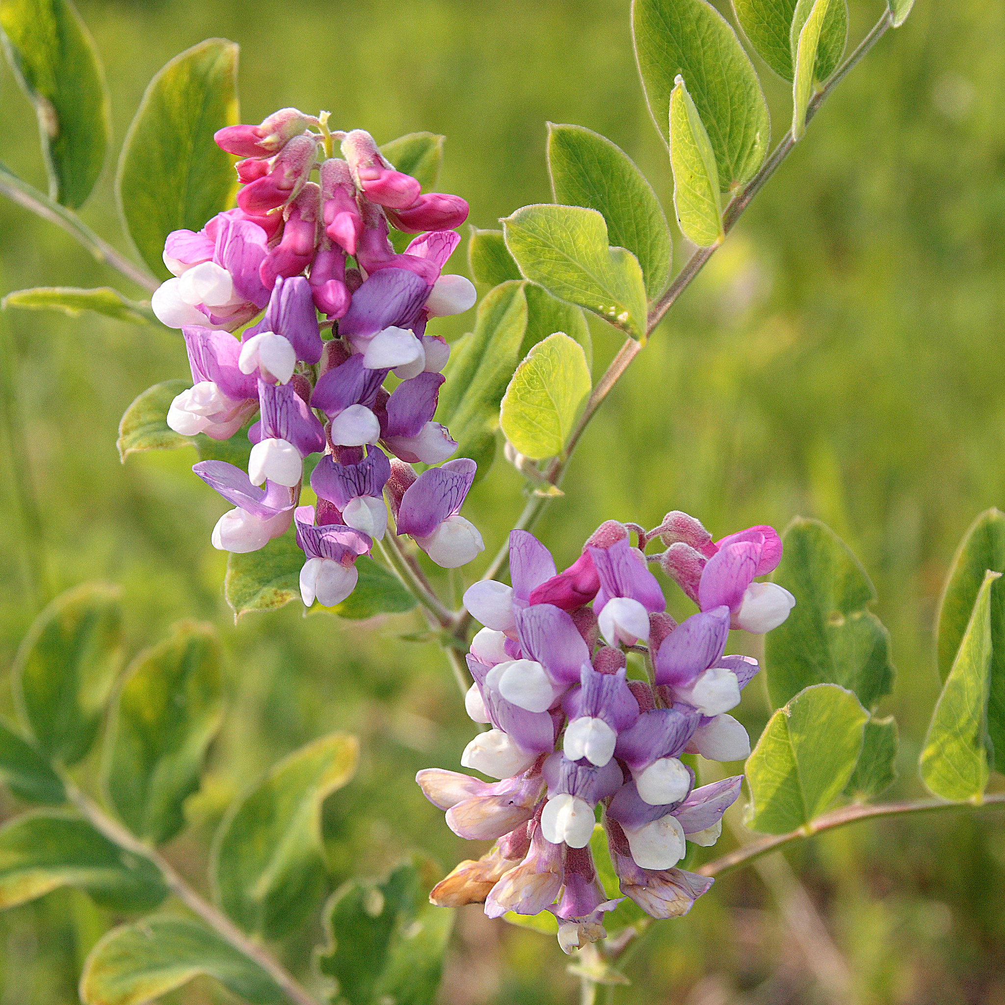 Lathyrus venosus