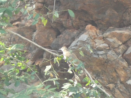 Streak-eared Bulbul (Pycnonotus conradi), photo 8