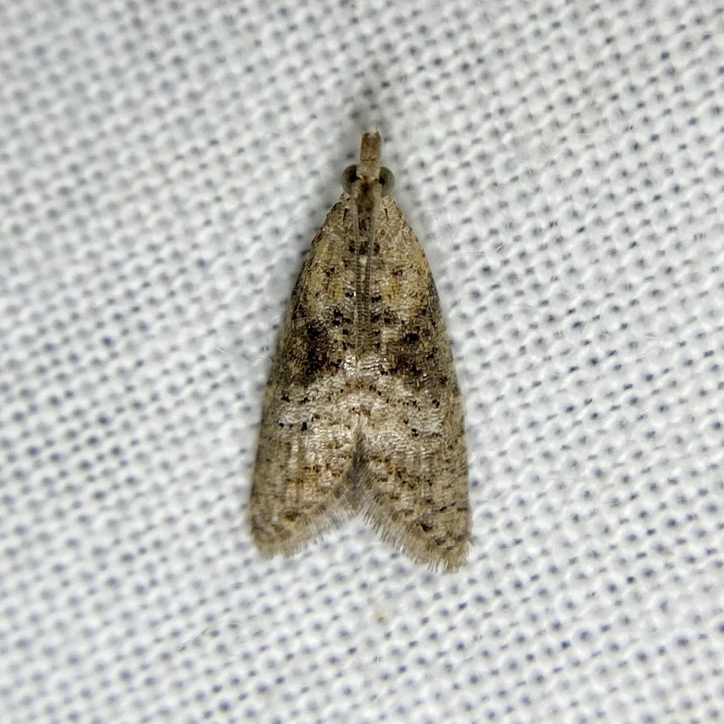 Peraglyphis atimana