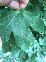 Stigmella aceris