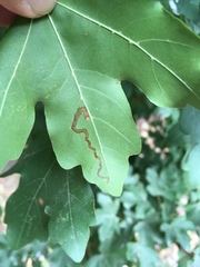 Stigmella aceris
