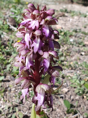 Himantoglossum robertianum image