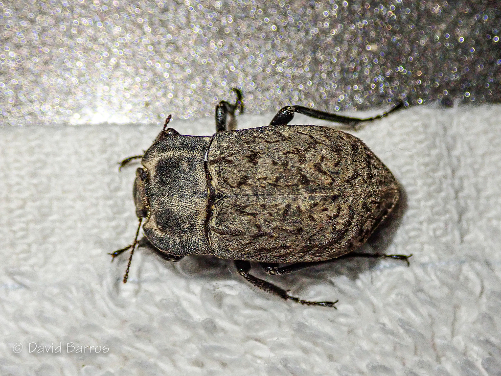 Asida planidorsis