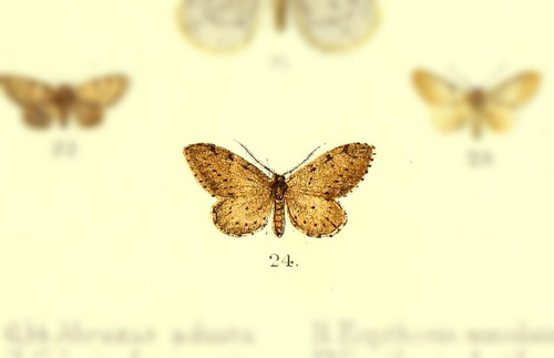 Eupithecidia variegata
